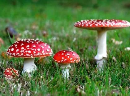 Cztery muchomory czerwone z białymi kropkami rosnące w trawie na leśnej polanie.