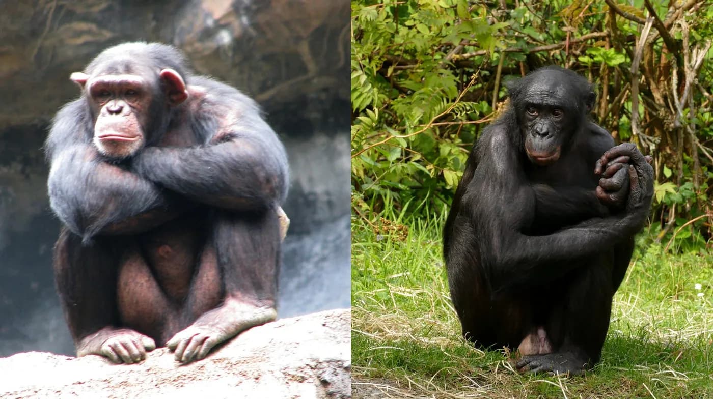 Dwa zdjęcia obok siebie: szympans siedzący na skale i bonobo siedzące w trawie, oba w zamyślonej pozie