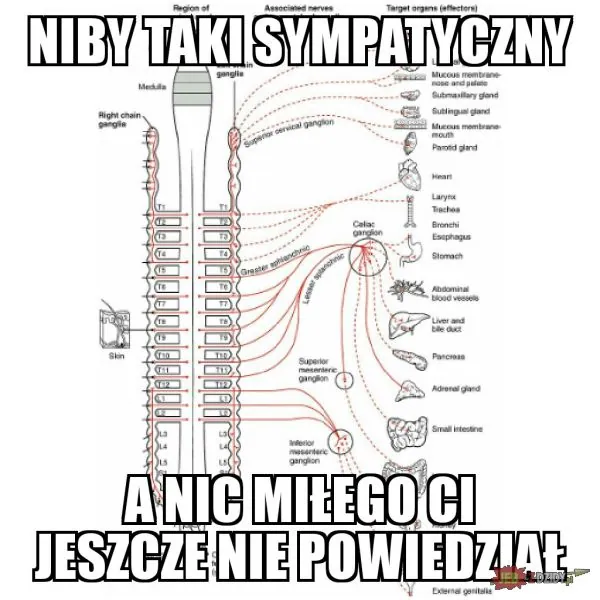 Schemat unerwienia współczulnego z rdzenia kręgowego do narządów wewnętrznych, opatrzony żartobliwym polskim podpisem