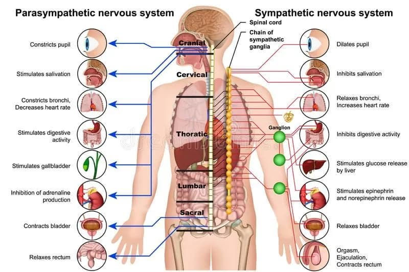 Ilustracja anatomiczna porównująca działanie układu przywspółczulnego i współczulnego na poszczególne narządy
