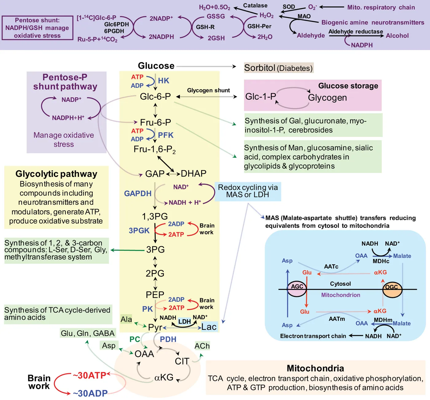 Schemat szlaków metabolizmu glukozy: glikoliza, szlak pentozofosforanowy, magazynowanie glikogenu i cykl Krebsa w mitochondrium