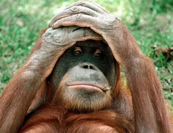 Orangutan siedzący na trawie, trzymający obie dłonie na czubku głowy, z wyrazem zdziwienia